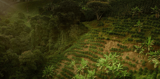 coffeeplant 1440 x 720 1